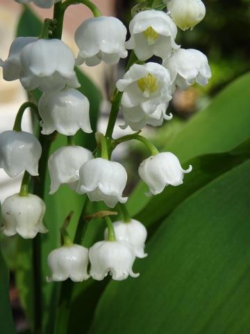 May blossom Mini