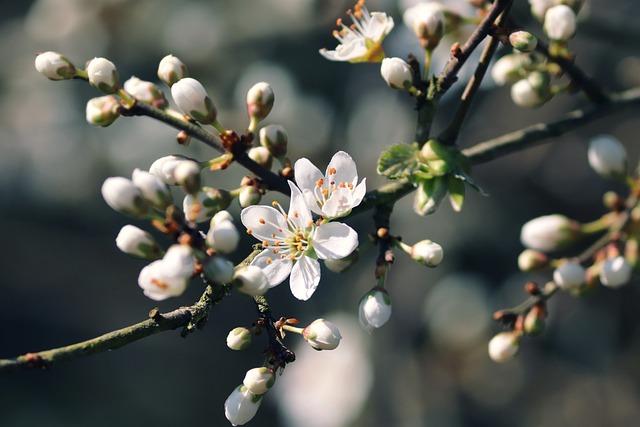 blackthorn blossoms